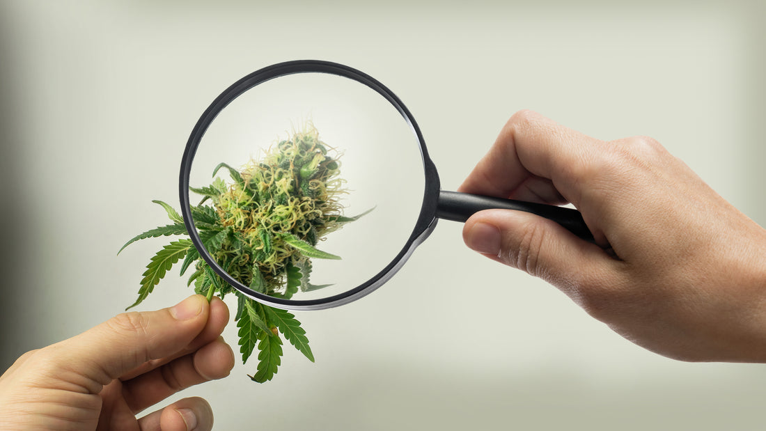 The Hype of THCA?