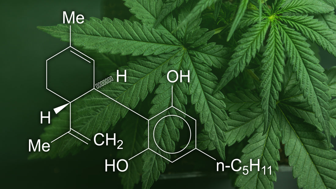 Navigating the Cannabinoid Maze